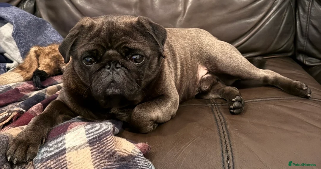 Pug dogs for stud: Beautiful KC Platinum Pug Stud - Advert 1