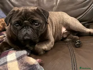 Pug dogs Beautiful KC Platinum Pug Stud - Advert 1