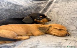 Miniature Dachshund dogs for sale: Three beautiful miniature dachshund boys  - Advert 7