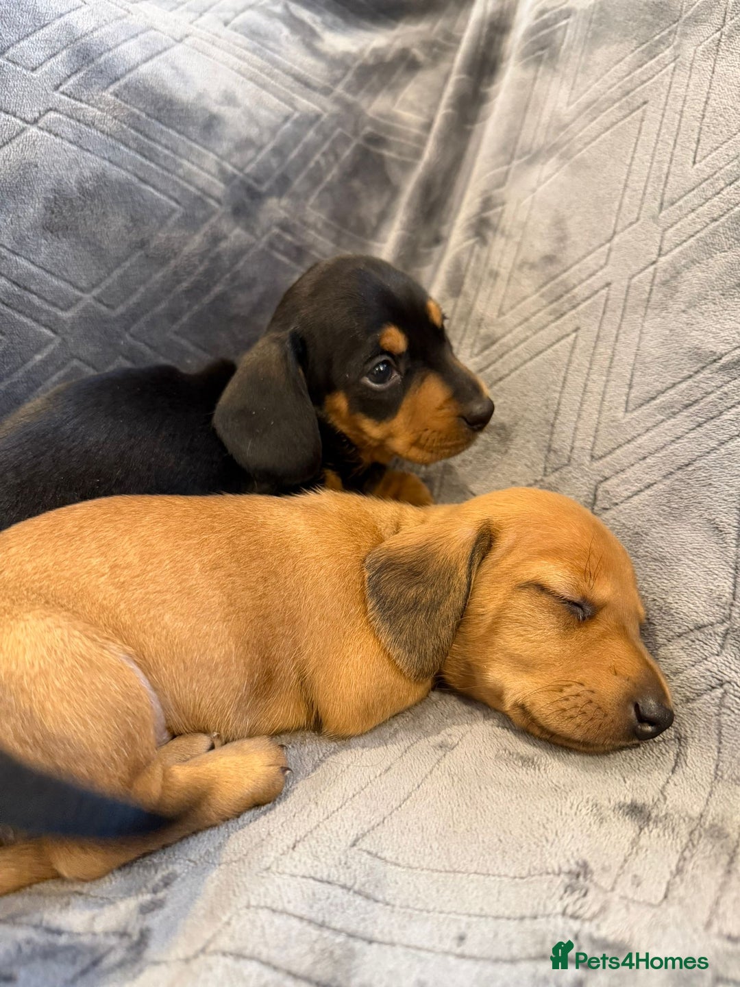 Miniature Dachshund dogs for sale: Three beautiful miniature dachshund boys  - Advert 7