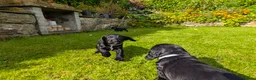 Cocker Spaniel dogs for sale: Puppies - Working Cocker Spaniels - Advert 5