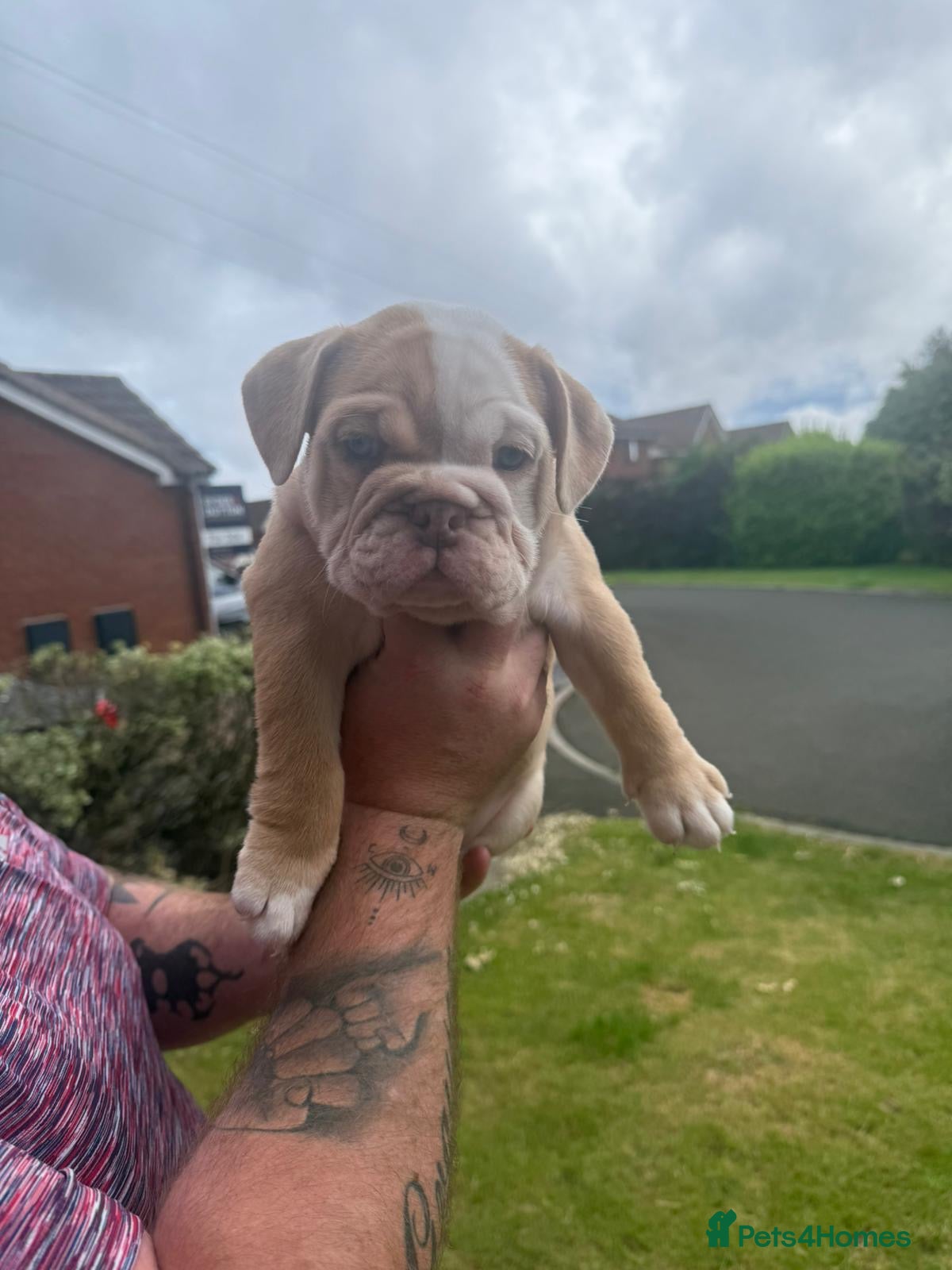 English Bulldog dogs for sale: Chunky healthy pups - Advert 13