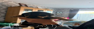 Rottweiler 6
