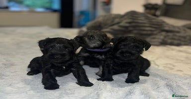 Miniature Schnauzer dogs Miniature Schnauzers for sale!  - Advert 14