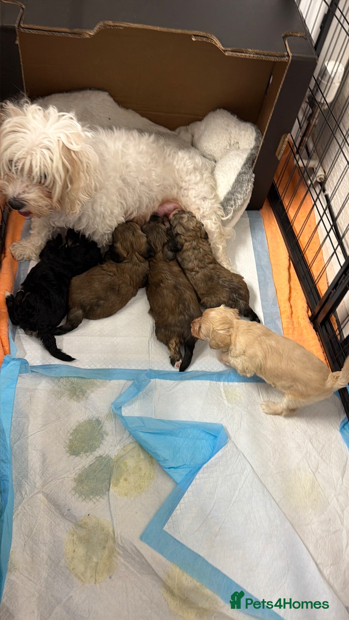 Mixed Breed dogs Havanese x Poochon mix pups - Advert 17