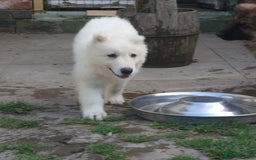 German Shepherd dogs for sale: Last white female German shepherd RTG in Nottingham - Image 6