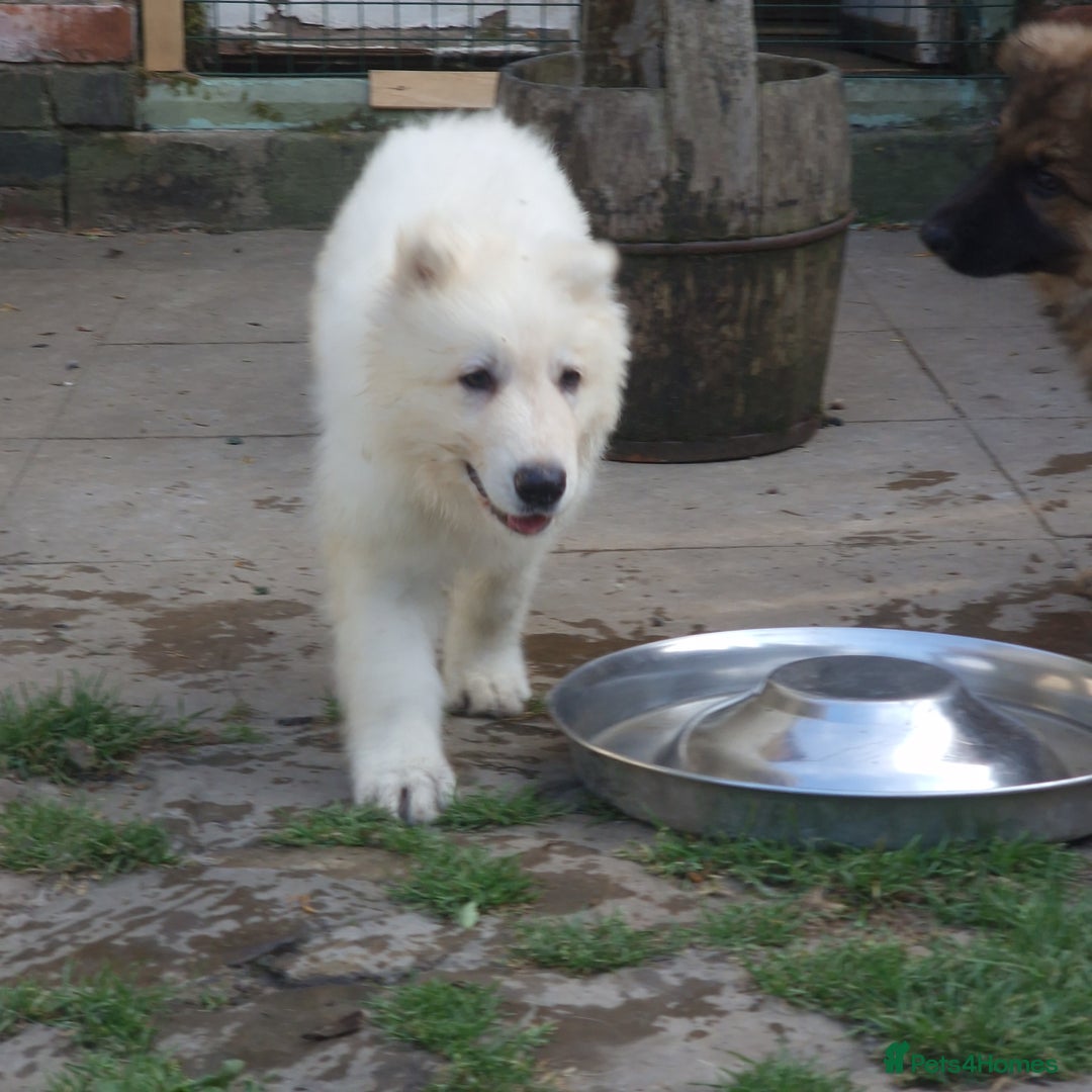 German Shepherd dogs for sale: Last white female German shepherd RTG in Nottingham - Image 6