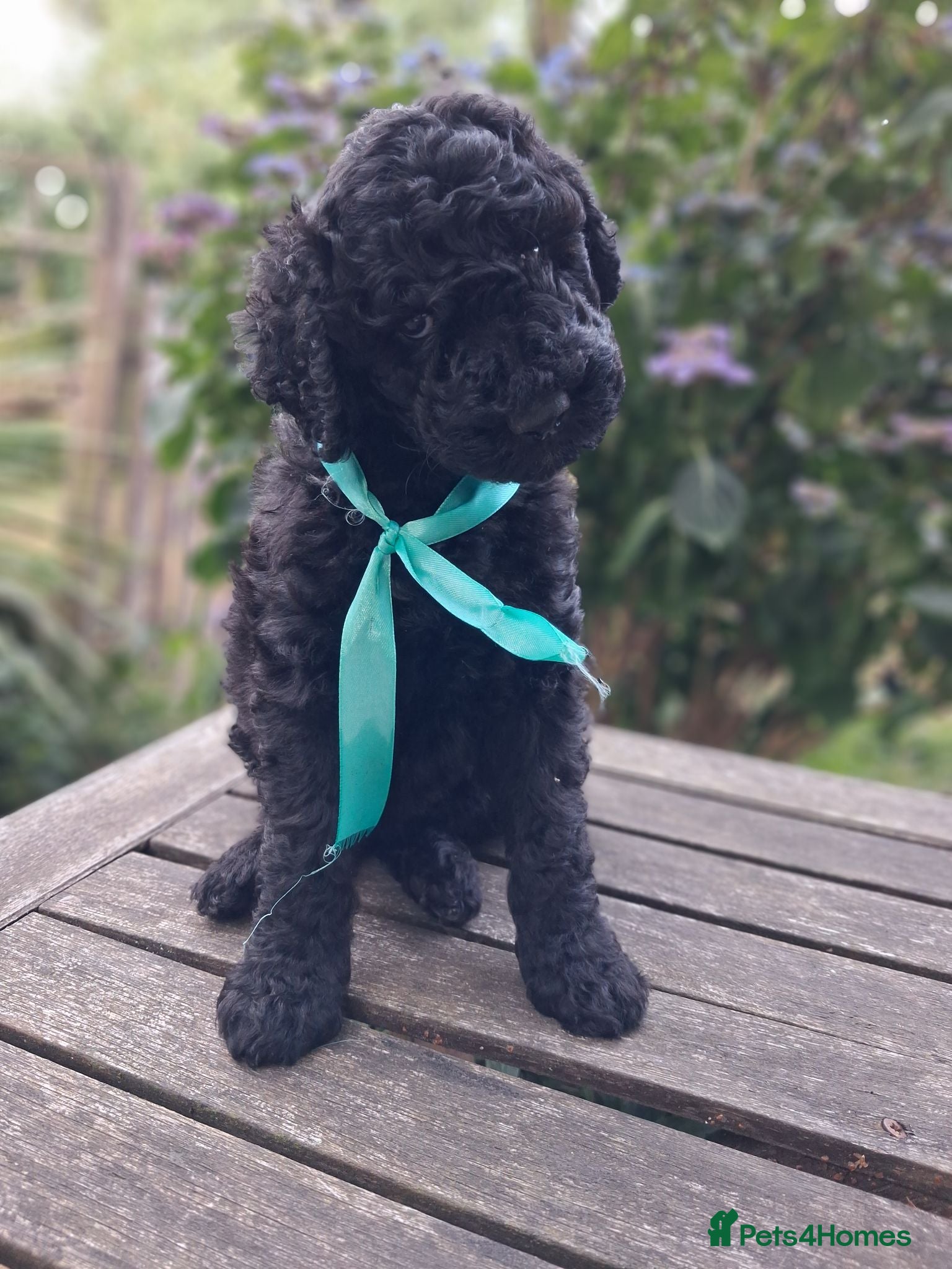 Standard Poodle dogs Six Standard Poodle Pups, KC Reg Champion Pedigree - Advert 2