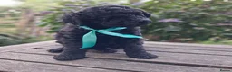 Standard Poodle dogs for sale: Six Standard Poodle Pups, KC Reg Champion Pedigree - Advert 2