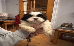 Shih Tzu dogs for sale: 6 Shih Tzu Puppies for Sale - Advert 7