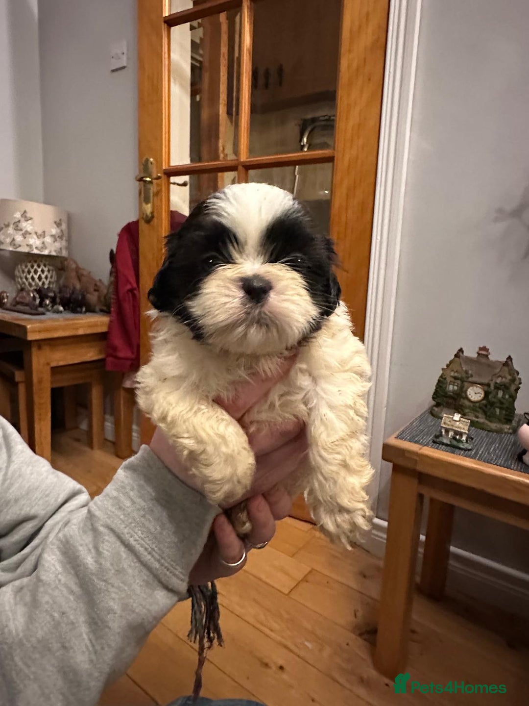 Shih Tzu dogs for sale: 6 Shih Tzu Puppies for Sale - Advert 7