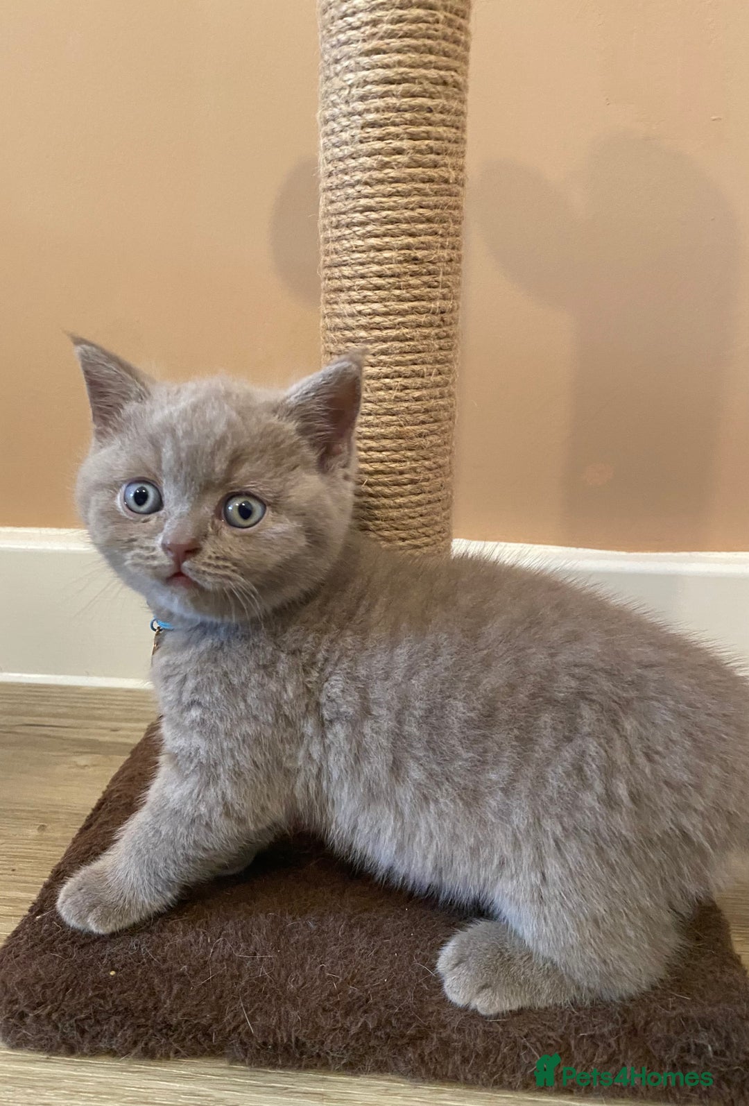 British Shorthair cats for sale: 💎 lilac British Shorthair kittens for reserve ✨ - Image 8