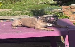 French Bulldog dogs for sale: French Bulldog bitch 3 years old - Image 2