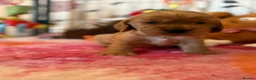 Cocker Spaniel dogs for sale: Gorgeous Golden Show Cockers - Advert 8