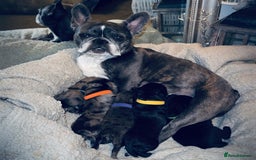 Mixed Breed dogs for sale: Frenchie/ chow puppies  - Image 7