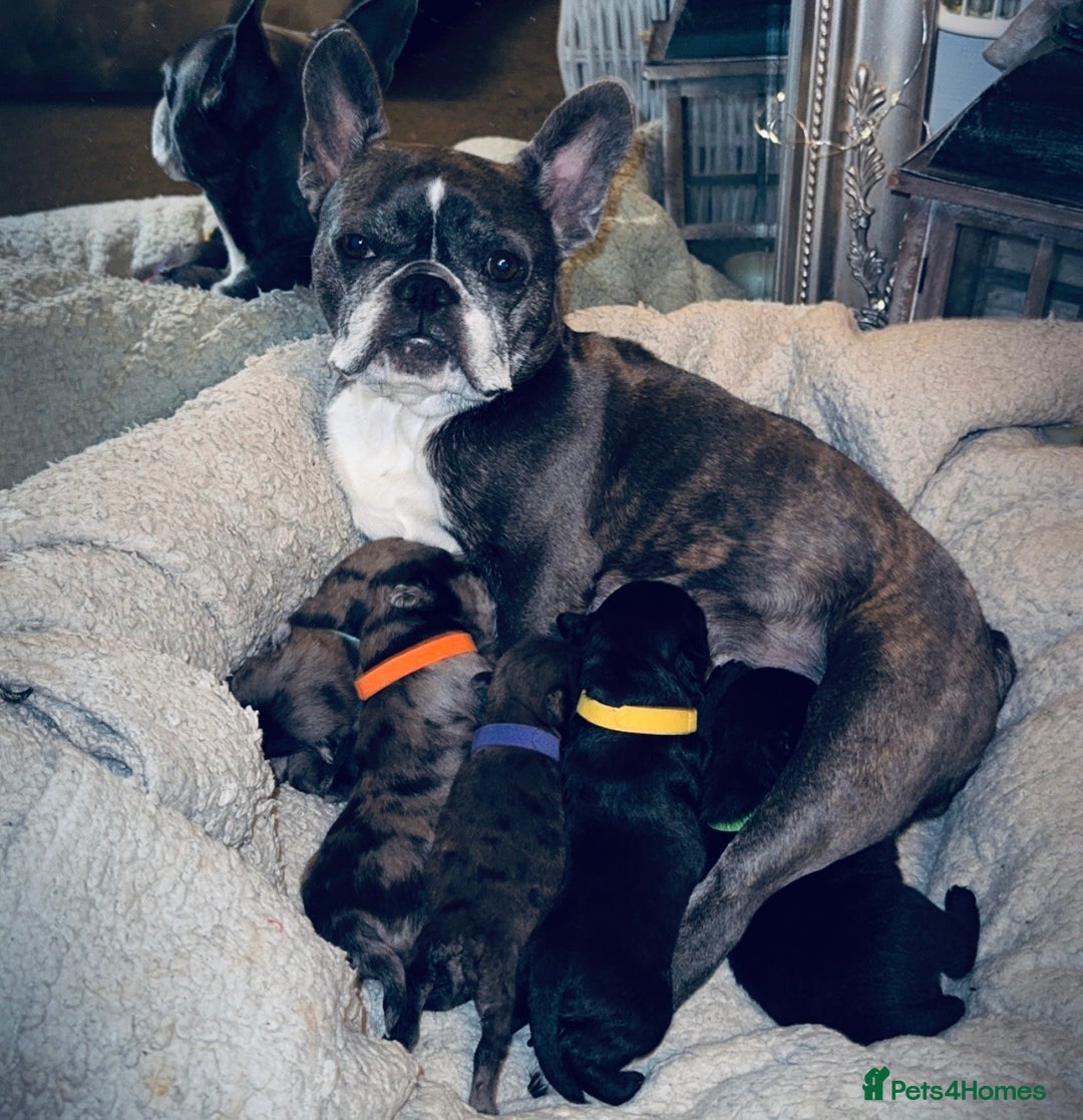 Mixed Breed dogs for sale: Frenchie/ chow puppies  - Image 7