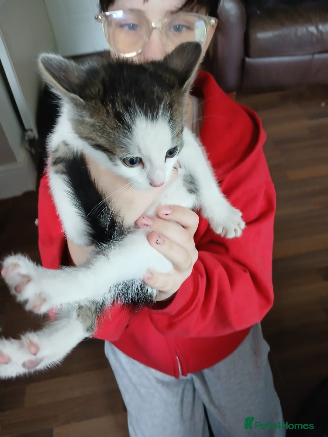 Mixed Breed cats for sale: 4 kittens 1 boy & 3 girls - Image 6