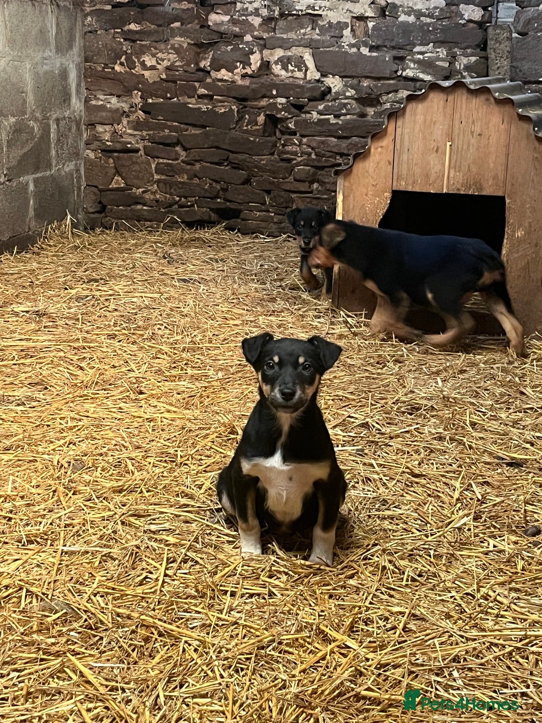 Huntaway dogs for sale: Huntaway puppies - Advert 5