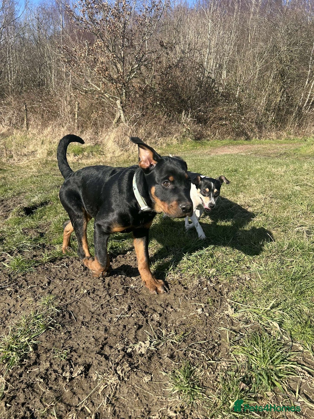 Rottweiler dogs for sale: Play full Rottweiler girl - Image 3