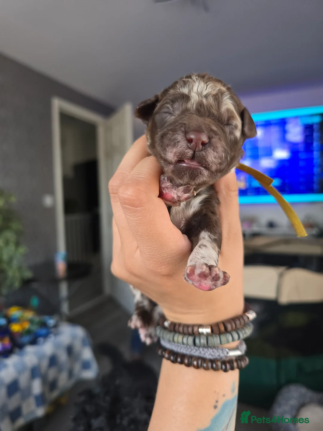 Standard Poodle dogs for stud: KC silver standard poodle for stud !  in Boston - Advert 7