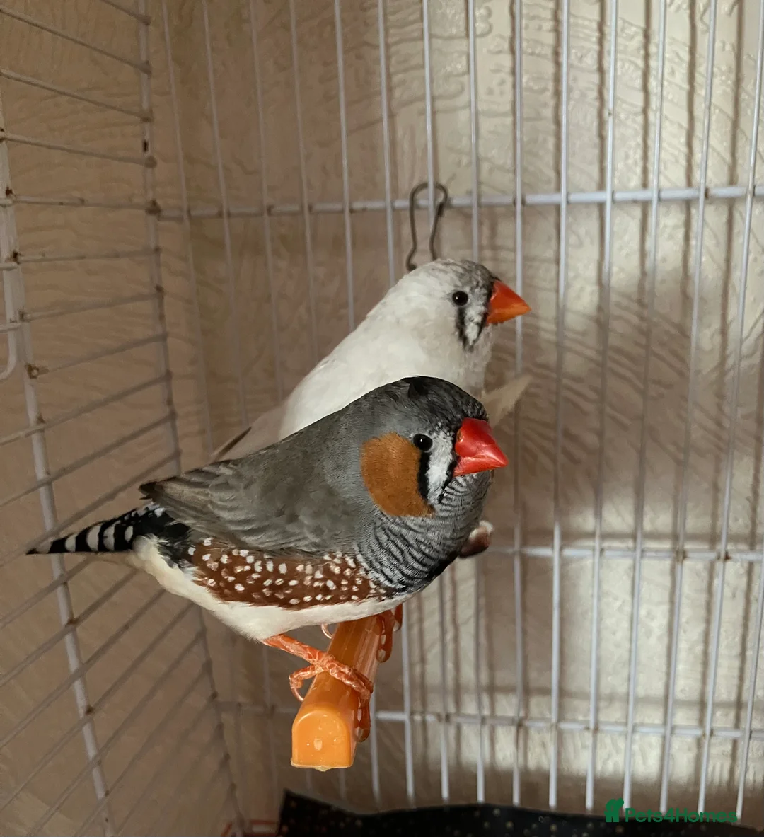 Budgerigars birds for sale: Birds for good homes - Advert 3