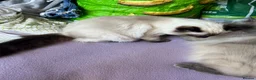 Ragdoll cats for sale: LAST 1 pure Ragdoll kitten LEFT✨FREE STARTER PACK - Advert 4