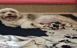 Mixed Breed dogs for sale: Shorkie x Morkie  - Image 17