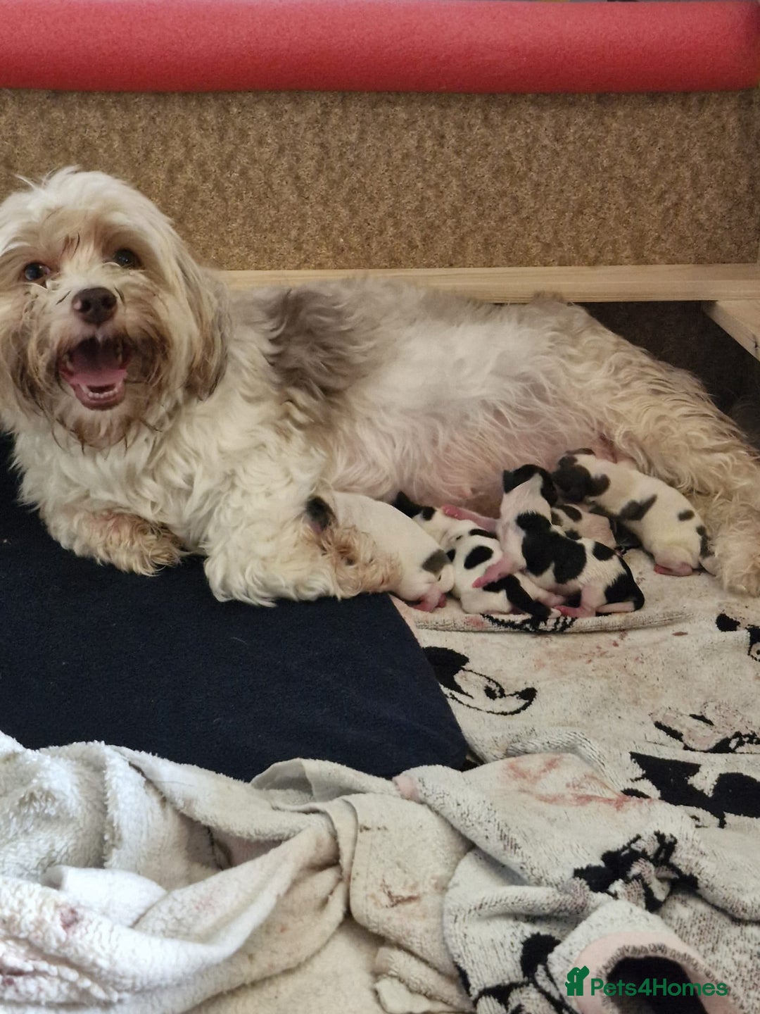 Mixed Breed dogs for sale: Shorkie x Morkie  - Image 17