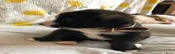 Mixed Breed dogs for sale: 1 beautiful boys left from litter of 6 - Advert 14