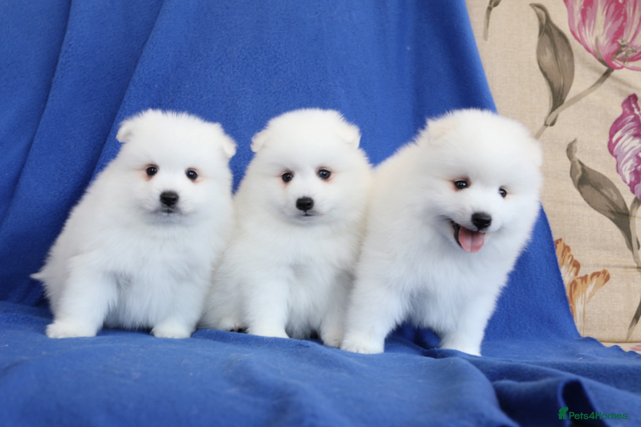 Japanese Spitz dogs Adorable Japanese Spitz male puppie - Advert 1