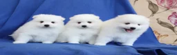 Japanese Spitz dogs for sale: Adorable Japanese Spitz male puppie - Advert 1