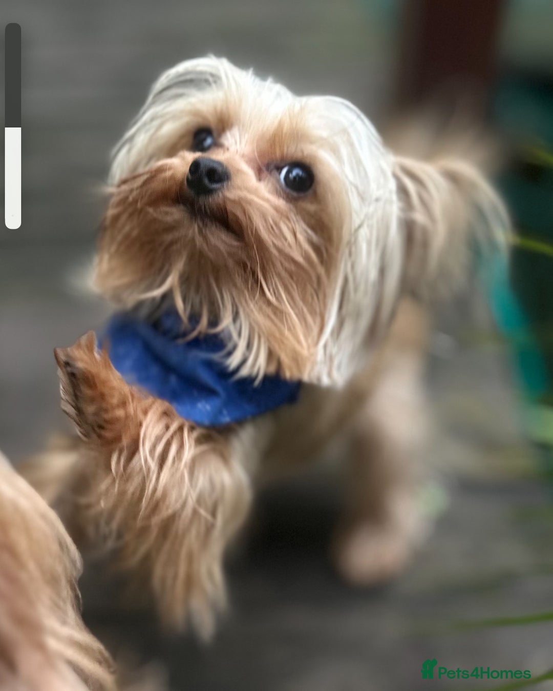 Yorkshire Terrier dogs for stud: Mini Gold dust Yorkshire terrier for stud in Dagenham - Image 3