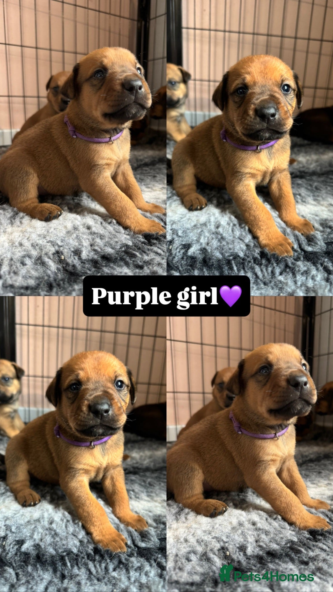 Mixed Breed dogs Rottweiler X Staffy Puppies - Advert 4