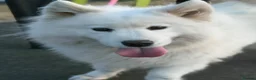 Samoyed dogs for sale: 4 year old Samoyed female  - Advert 2