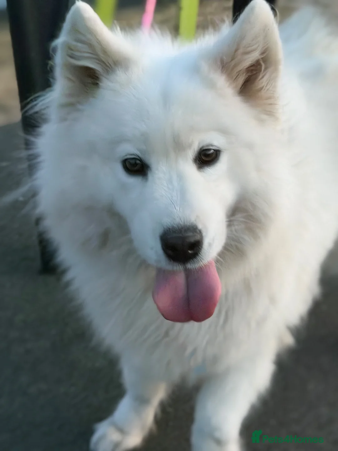Samoyed dogs for sale: 4 year old Samoyed female  - Advert 2