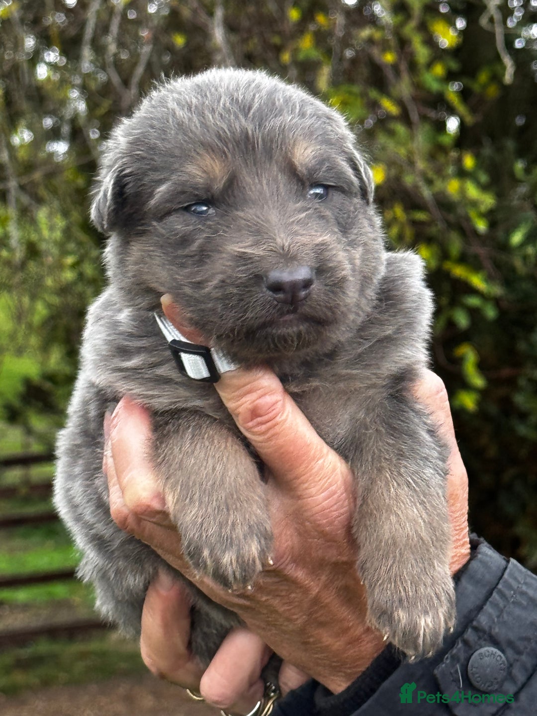 German Shepherd dogs for sale: ⭐️Chunky kc reg GSD pups ⭐️  - Image 18