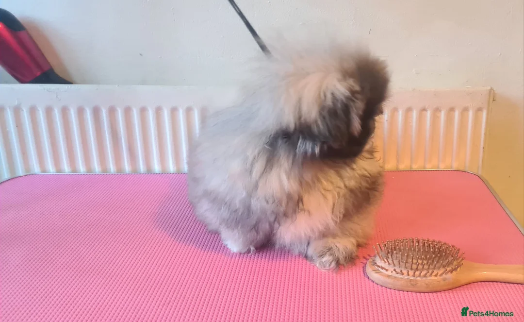 Pekingese dogs for sale: Pekingese puppys (Champion Bloodlines) - Advert 24