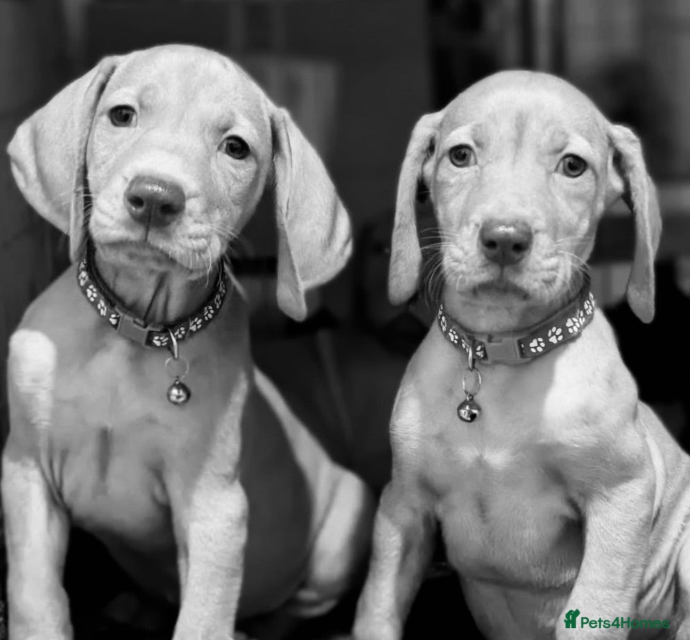 Hungarian Vizsla dogs The Golden-Hearted Guardians’ Litter 2026 - Advert 1