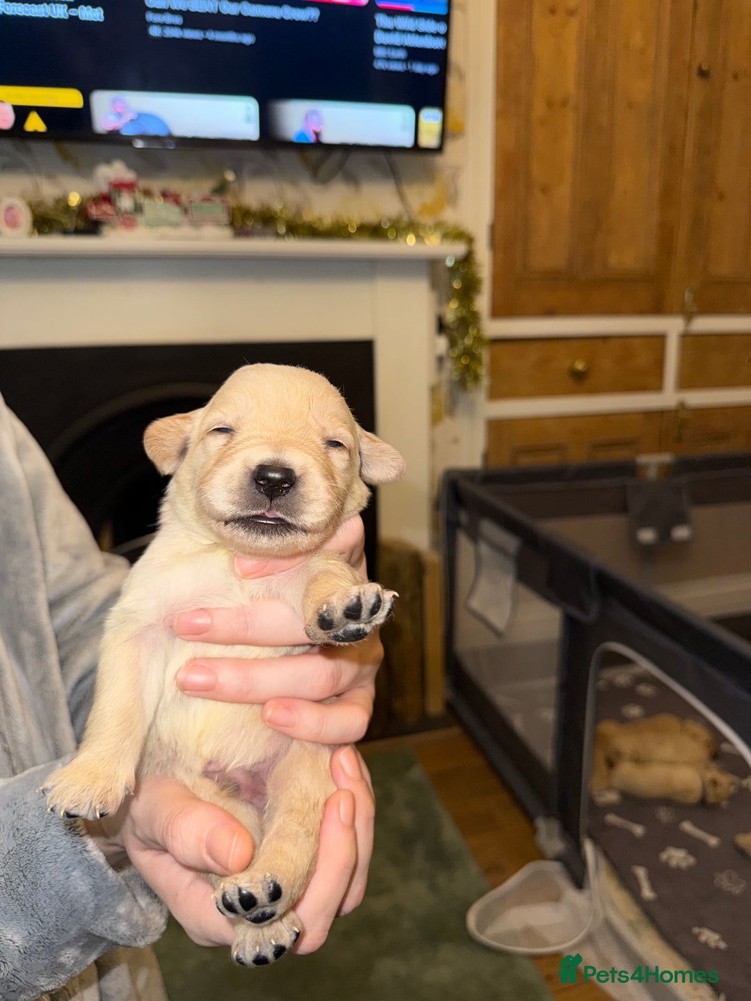 Goldador dogs for sale: 8 beautiful golden retriever x red lab puppies  - Advert 33