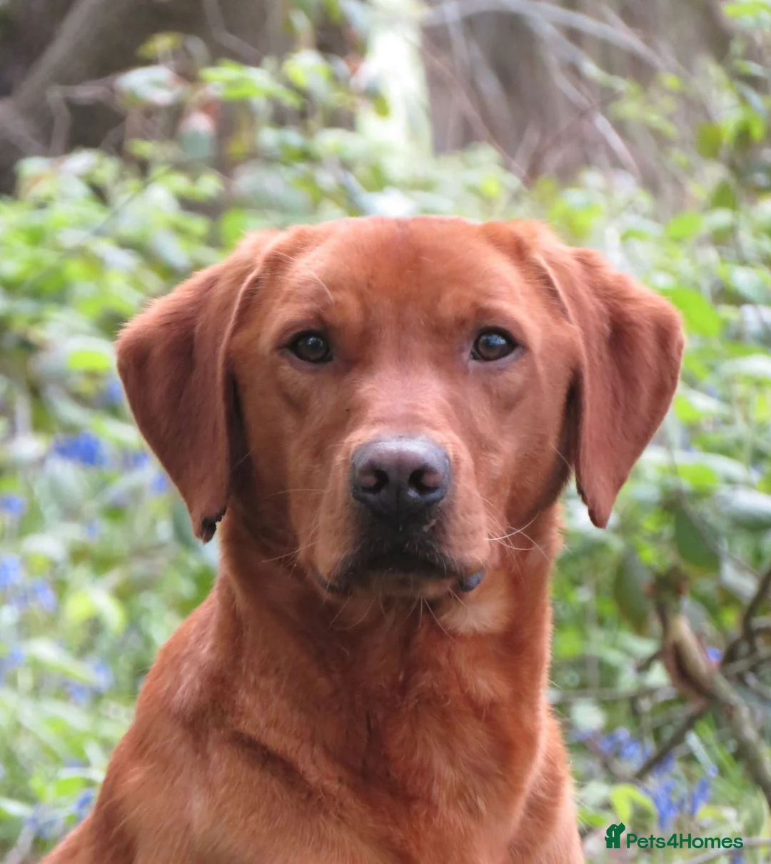 Labrador Retriever dogs for stud: Alfie  - Advert 3