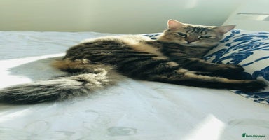 Mixed Breed cats - Advert 7
