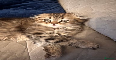 Scottish Fold cats - Advert 3