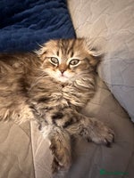 Scottish Fold cats - Advert 2