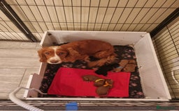 Cocker Spaniel dogs for sale: Working Cocker Spaniels Ready Now - Image 4
