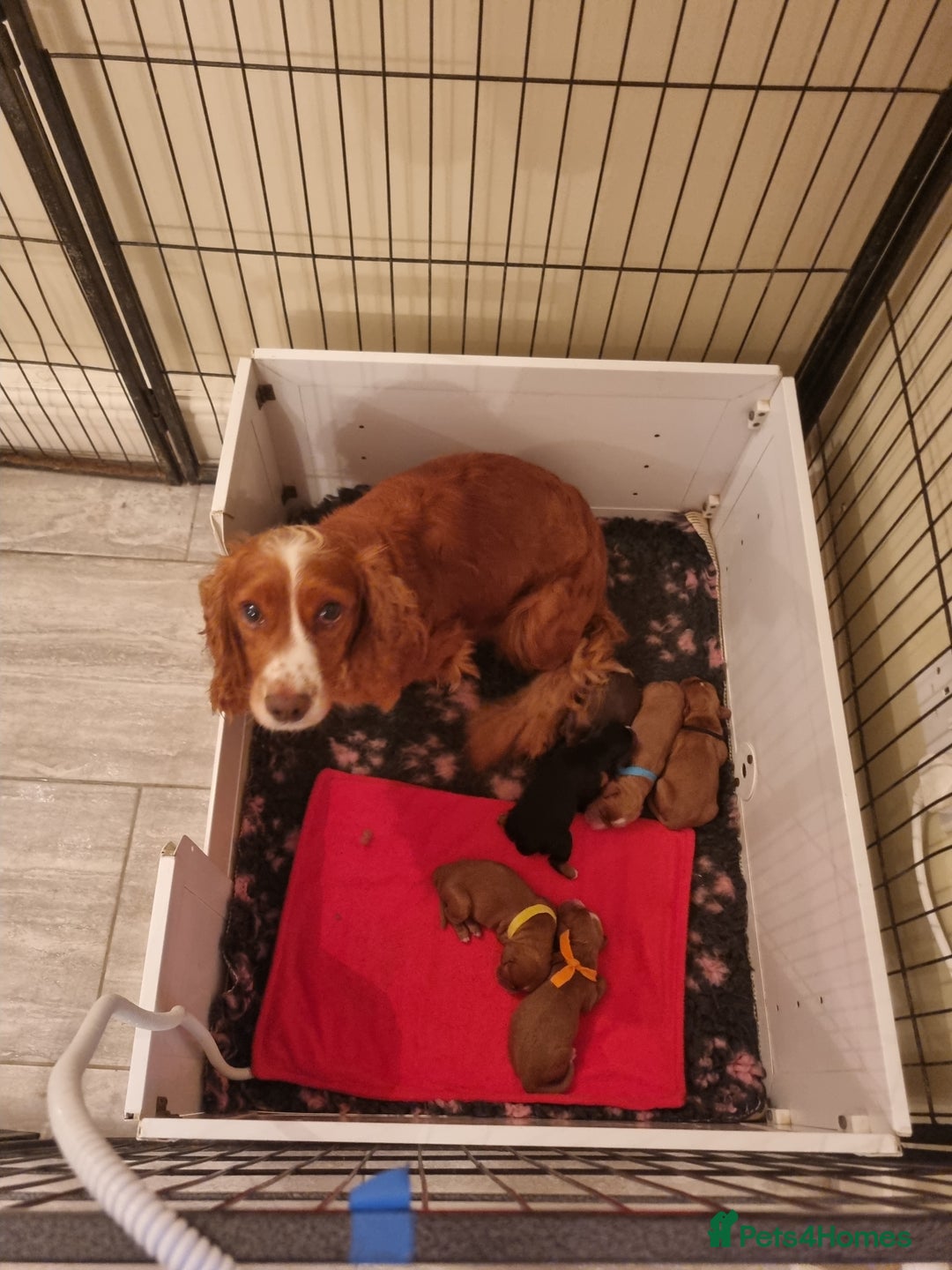Cocker Spaniel dogs for sale: Working Cocker Spaniels Ready Now - Image 4