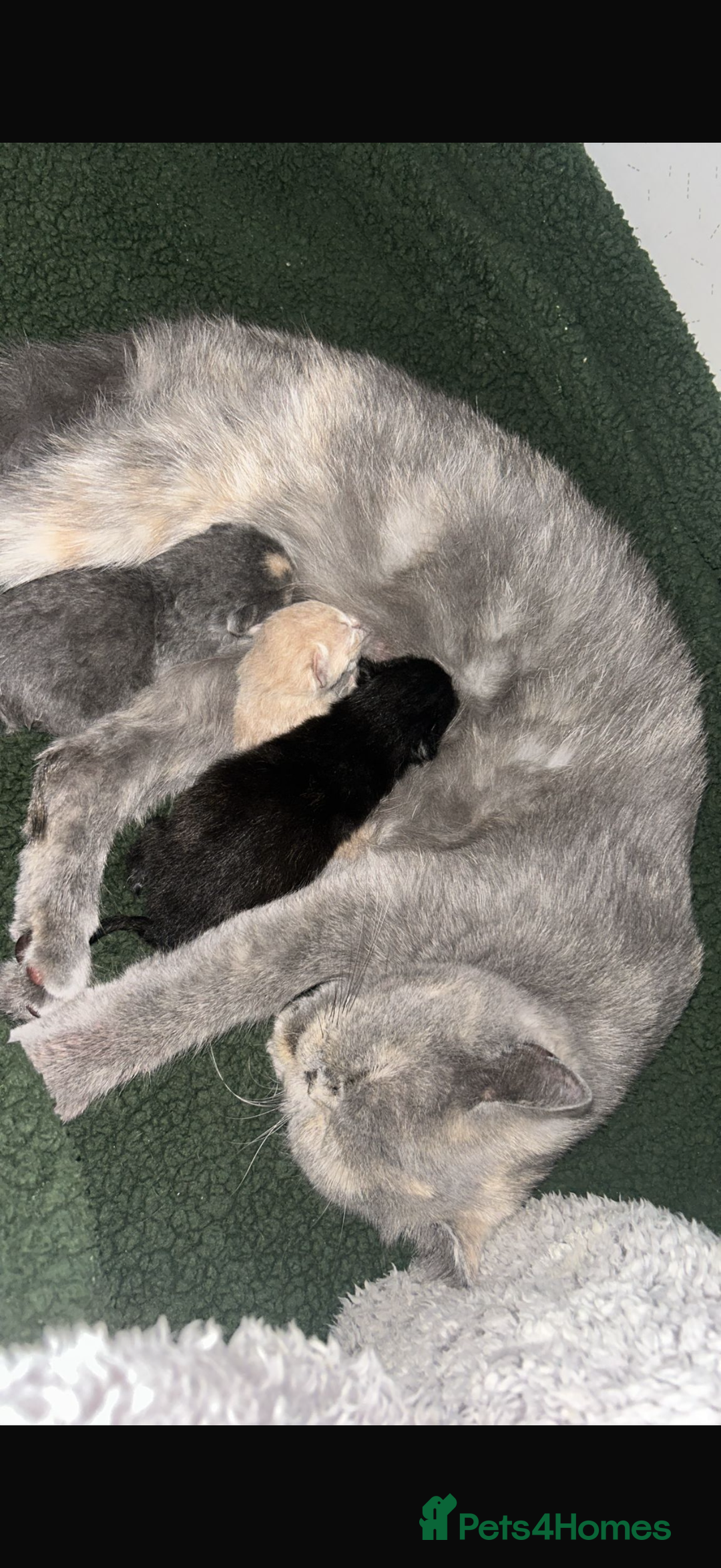 British Shorthair cats for sale: Black British Shorthair-Persian-cross - Image 5