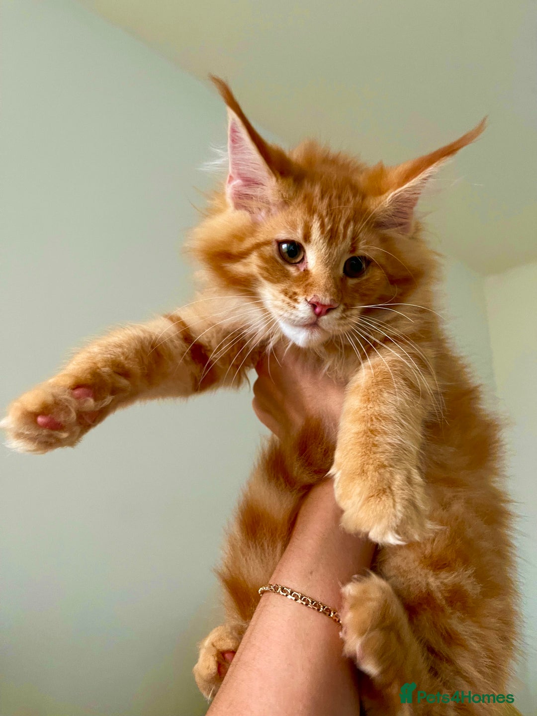 Maine Coon cats for sale: Maine Coon XXXL - Advert 8