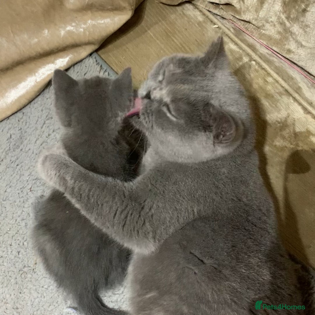 British Shorthair cats for sale: Quality British shorthair kittens  - Image 2