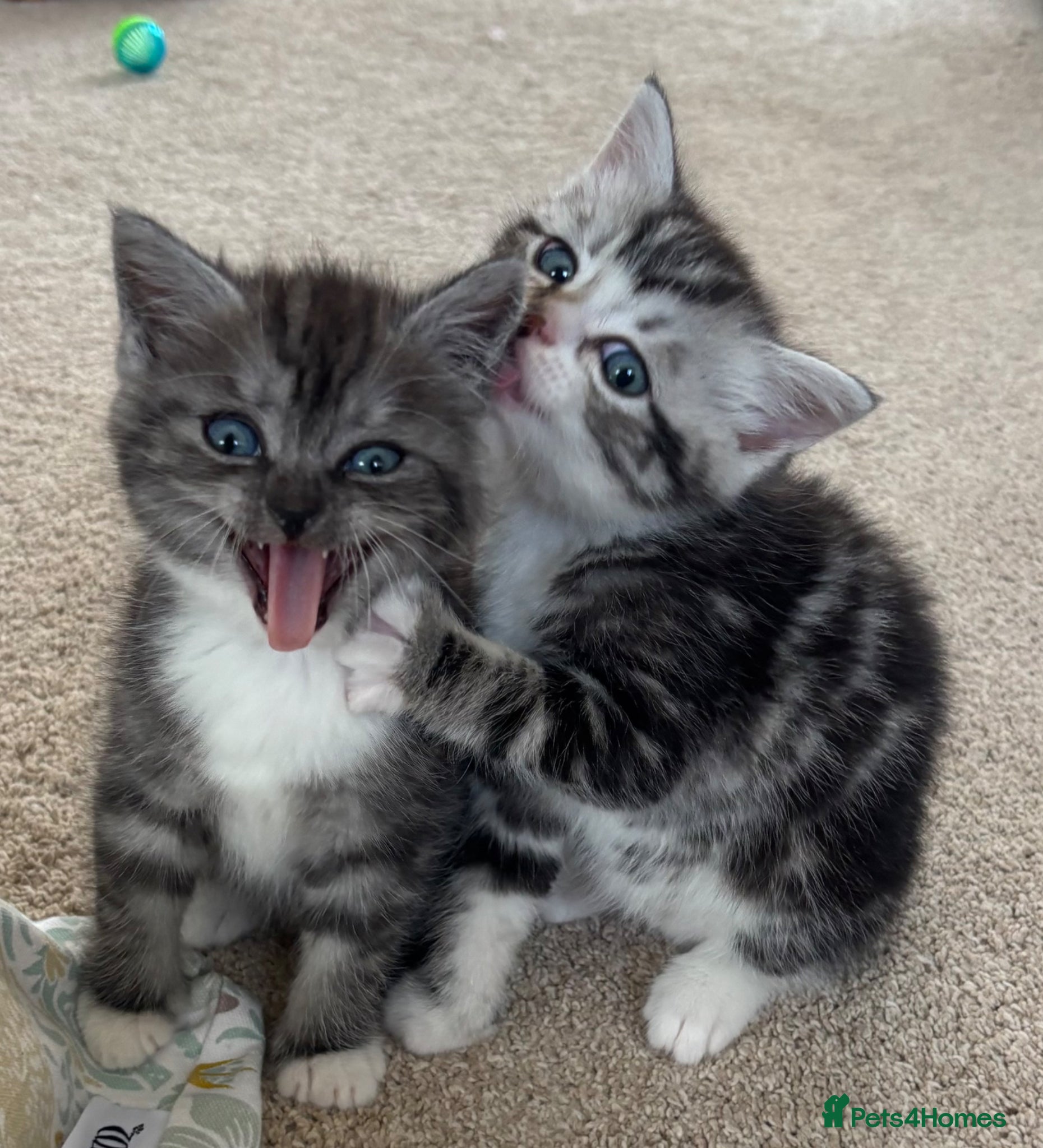 Ragdoll cats for sale: Gorgeous kittens!! - Advert 19