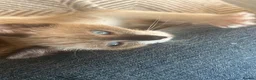 Mixed Breed cats for sale: Half Siamese kitten  - Advert 1